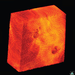 Visualization of µCT scan of a calcium carbonate block before deployment from Kāneʻohe Bay, Oʻahu, Hawaiʻi. 