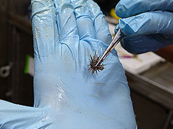 An urchin is extracted from the rubble samples; urchins are important bioeroders, breaking down the outside of coral skeleton while grazing for algae.  
