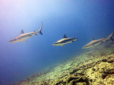Galapagos sharks (Carcharhinus galapagensis) cruise the reef at Midway Atoll.