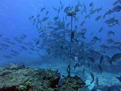 A school of nenue, or chubs, swarm around the receiver at Midway Atoll.