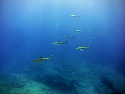 Galapagos sharks (Carcharhinus galapagensis) cruise over the reef at Midway Atoll. 