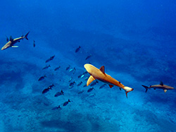 Galapagos sharks (Carcharhinus galapagensis) cruise over the reef at Midway Atoll.  