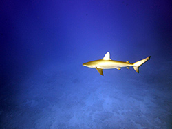 A Galapagos shark cruises over the reef at Midway Atoll.   