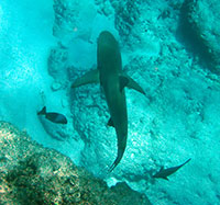 A Galapagos shark (Carcharhinus galapagensis) cruises over the reef at Midway Atoll Midway. 