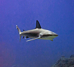 A Galapagos shark (Carcharhinus galapagensis) cruises over the reef at Midway Atoll Midway. 