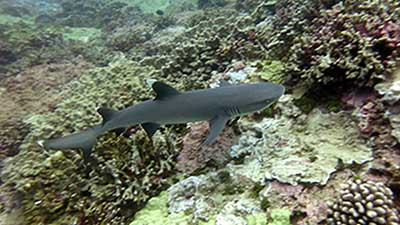 A white-tip reef shark (Triaenodon obesus) cruises over the reef off Lisanski Island. 