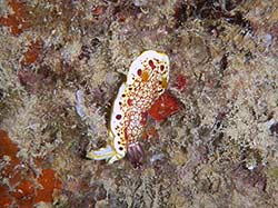 A sea slug (Chromodoris tinctoria) grazes on the reef at Midway Atoll.   