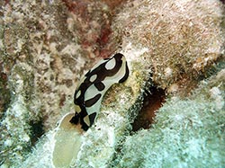 A sea slug (Philinopsis pilsbryi) grazes on the reef at Midway Atoll.