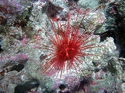 An undescribed species of sea urchin from the genus Diadema at Midway Atoll.   