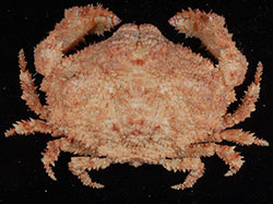A new species of crab (Sakaila wanawana), collected at French Frigate Shoals in 2006. 