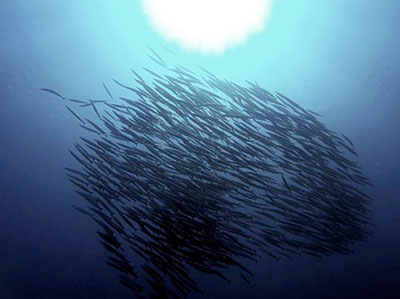 A school of barracuda (Sphyraena helleri) swim above a coral reef at Midway Atoll. 