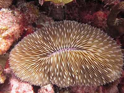 A mushroom coral (Fungia scutara) on a reef at Midway Atoll.