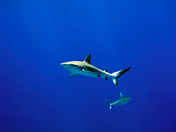 Galapagos sharks (Carcharhinus galapagenis) cruise the waters at Midway Atoll.  