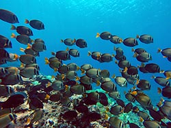 A school of Whitebar Surgeonfish (Acanthurus leucopareius), which are major consumers of algae on reefs, swim along the reef at Midway Atoll. 