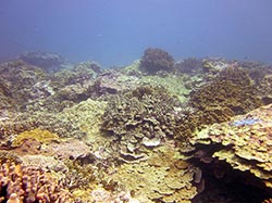 An area of high coral cover in the Neva Shoals region of Lisianski Island.  