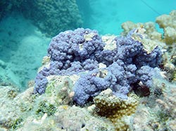 The purple rice coral Montipora turgescens, which is endemic to the Hawaiian Archipelago (found only in Hawaiian waters), at Midway Atoll 