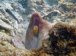A day octopus (Octopus cyanea) peeks out of the reef at Midway Atoll.  
