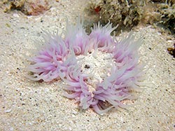 A stationary anemone (Heteractis malu) rests in a sandy patch of the reef at Lisianski Island. 