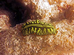 The predatory flatworm Pseudoceros dimidiatus at Midway Atoll.   