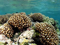 Cauliflower Coral at Maro Reef.