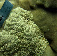 Growth anomaly on lobe coral in the Main Hawaiian Islands.