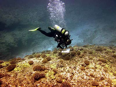 A researcher conducts a reef survey on Pearl and Hermes Reef.