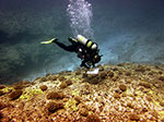 A researcher conducts a reef survey on Pearl and Hermes Reef. Credit: Scott Godwin/NOAA