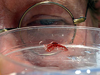 Researcher examines an undescribed squat lobster.