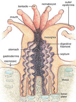 Anatomy of a coral polyp.