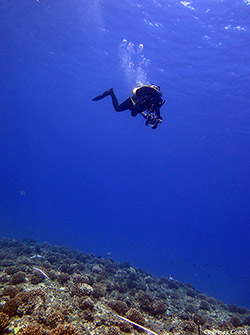 Coral health team diver Kanoelani Steward capturing imagery for a three-dimensional model of the coral reef.