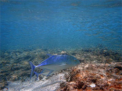 ʻOmilu, or bluefin trevally, chase baitfish in the shallows of Neva Shoal.