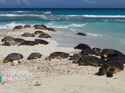 This year Emma recorded about 500 nesting turtles at East Island.