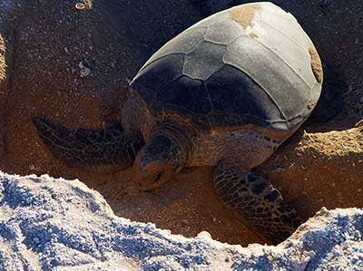 More than 90% of Hawaiian greeen sea turtles nest at French Frigate Shoals.