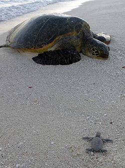 Two generations of turtles meet at French Frigate Shoals.