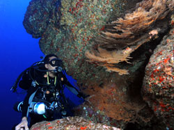 Chief Scientist Randy Kosaki examines black coral on a deep reef in PMNM.