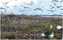 Critical seabird refuge and rookery